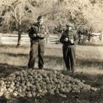 A photo from the farm of Mr. J. H. Monk. It is thought that the man in uniform was Harry Bapty, who married Margaret Monk, daughter of Mr. J. H Monk. It is also assumed this photo was taken in the 1940's or 1950's. Generally apples on the ground like this were going to processing plants, for jams. Any apples for fresh eating would have been packed immediately into boxes to keep them from bruising.