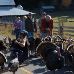 The first ever TURKEY TRAFFIC JAM. Very seldom is there a problem with traffic jams on Salt Spring Island, but at Apple Festival 2009, the beautiful free range heritage turkeys of Mike Lane at Ruckle Farm, decide they wanted to be in the middle of the road. So traffic stopped. Gradually they got moved off the road, and once again traffic could flow. Photo by Derek Lundy