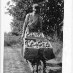 Geoff Scott wheels in apples from his orchard in the Long Harbour area about 1920.