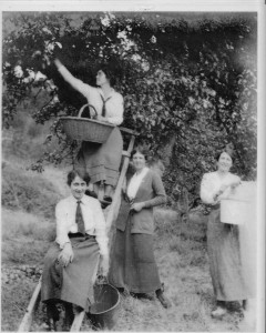 Apple Picking at the Bridgman farm, before 1920.