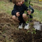 A youngster gets to plant a young apple tree at the Salt Spring Apple Company during Apple Festival 2011. These trees were all growing in pots, so visitors on Oct 2, were asked to plant an apple tree if they wished. What a great treat for Apple Festival goers. http://www.saltspringapplecompany.com/ Photo by Karen Mouat