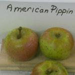 American Pippin