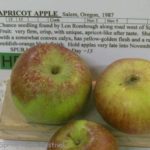 Apricot Apple