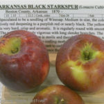Arkansas Black Starkspur
