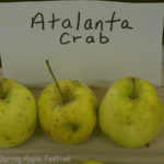 Atalanta Crab
