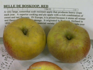 Belle de Boskoop Red