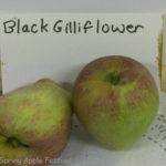 Black Gilliflower