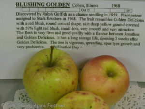 Blushing Golden