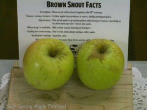 Brown Snout