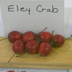 Eley Crab