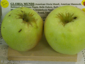 Gloria Mundi