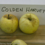 Golden Harvey