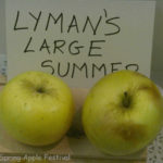 Lymans Large Summer