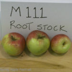 M111 Root Stock
