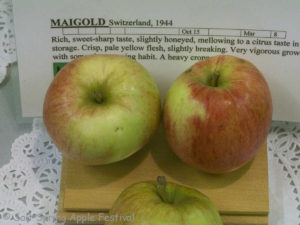 Maigold