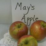 Mays Apple