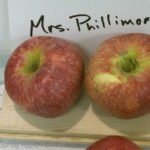Mrs. Phillimore