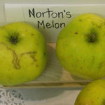 Nortons Melon