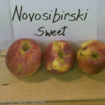 Novosibirski Sweet