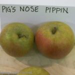 Pigs Nose Pippin