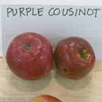 Purple Cousinot