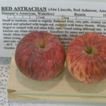 Red Astrachan