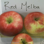 Red Melba