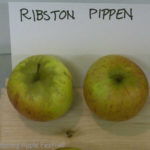 Ribston Pippen