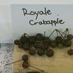 Royale Crabapple