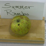 Summer Rambo