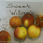 Sweet Williams