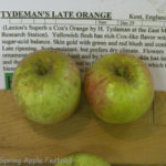 Tydemans Late Orange