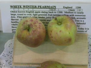 White Winter Pearmain