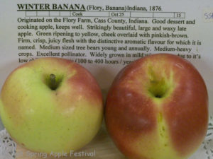 Winter Banana