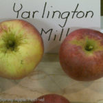Yarlington Mill